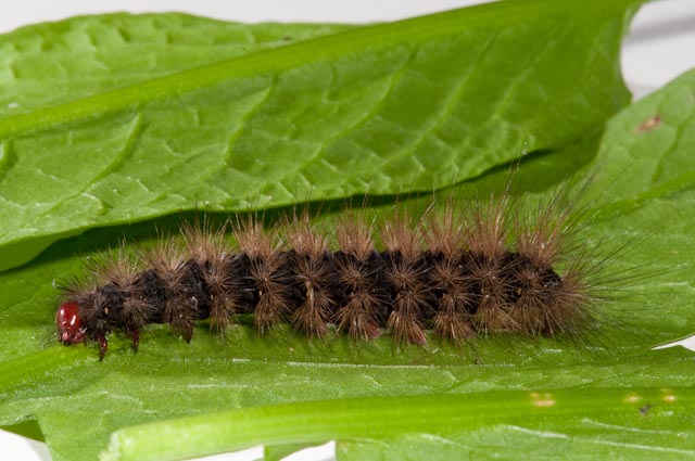 Larva di Arctia villica