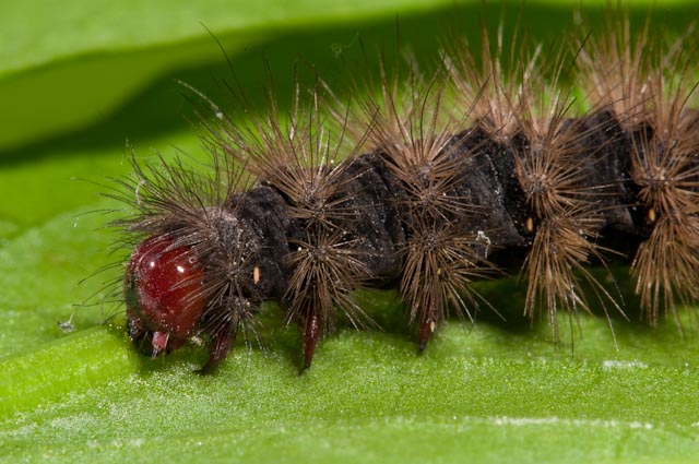 Larva di Arctia villica