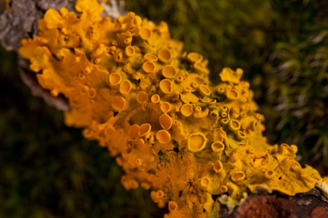 Lichene 7 2010