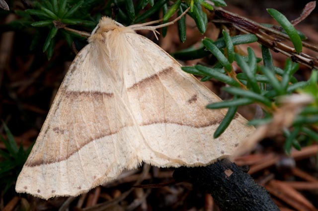 farfalla 4 - Crocallis elinguaria