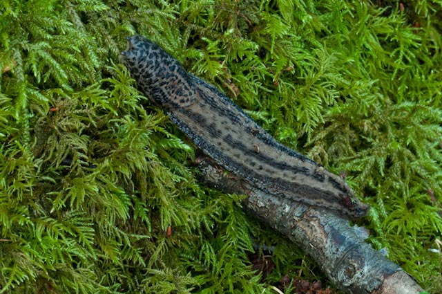 Limax cf maximus vicino Acquapendente (VT)