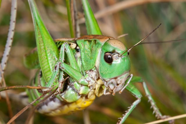 Decticus verrucivorus