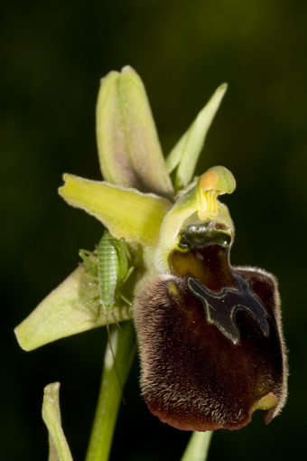 Orchidee e piccoli ospiti