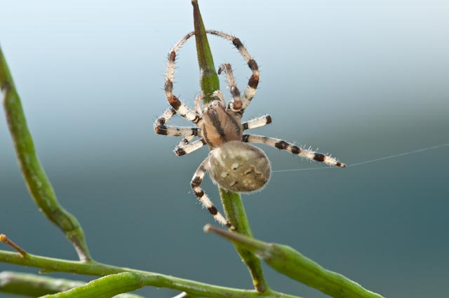 Araneus quadratus
