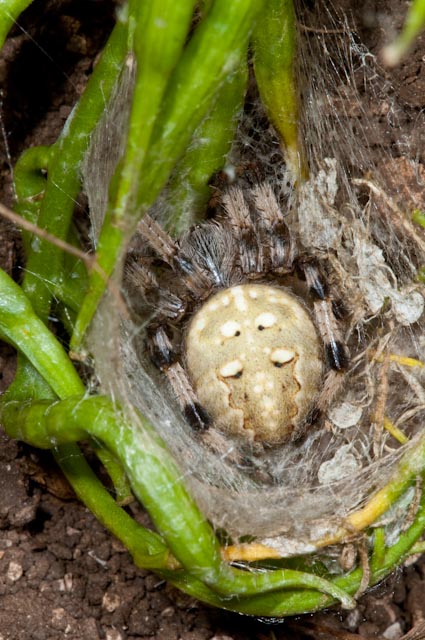 Araneus quadratus