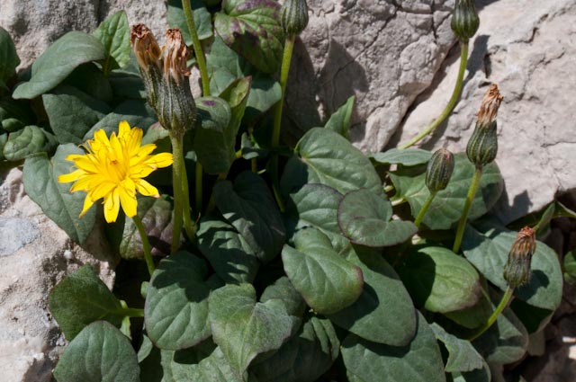 Crepis pygmaea