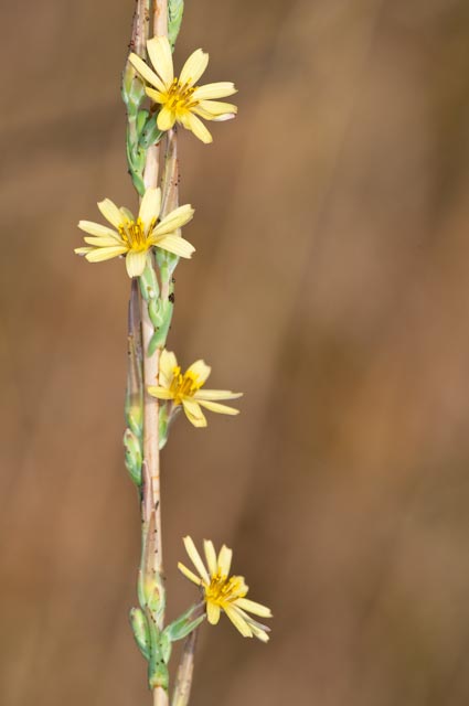 Lactuca saligna / Lattuga saligna