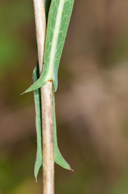Lactuca saligna / Lattuga saligna
