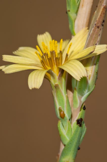 Lactuca saligna / Lattuga saligna