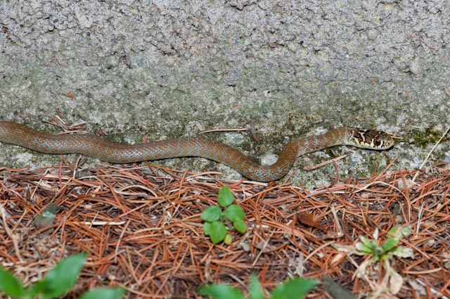 Serpente 1