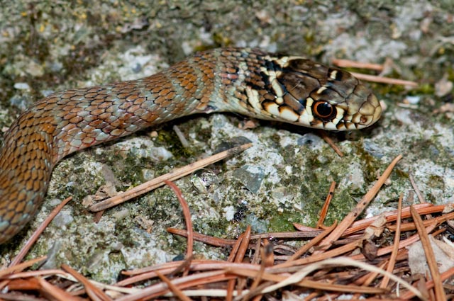 Serpente 1
