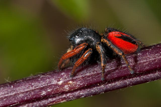 Philaeus chrysops
