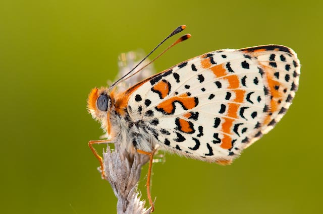 Farfalla da determinare - Melitaea didyma