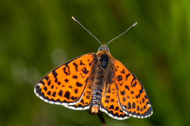 Farfalla da determinare - Melitaea didyma