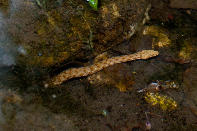 serpente 2 - Natrix tessellata