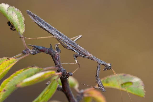 Stessa Specie? Forse maschio e femmina di Ameles decolor
