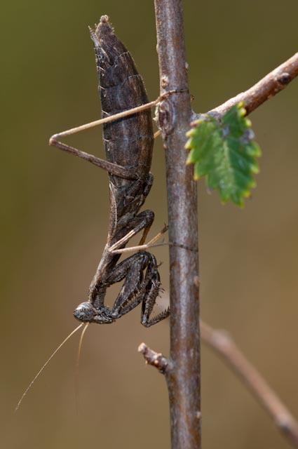 Stessa Specie? Forse maschio e femmina di Ameles decolor