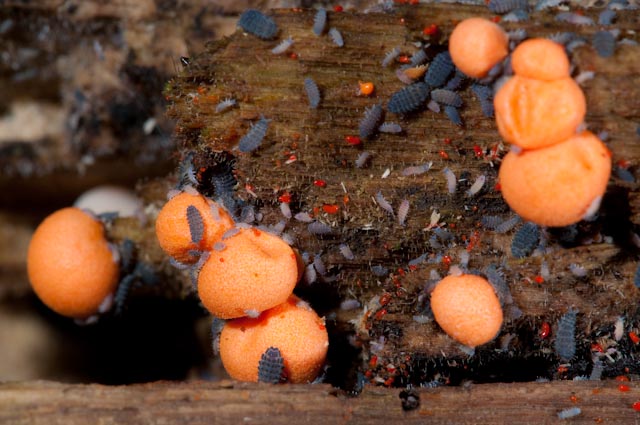 fungo 1 -  Lycogala epidendrum