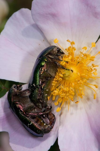 Coleottero 1: Cetonia aurata pisana