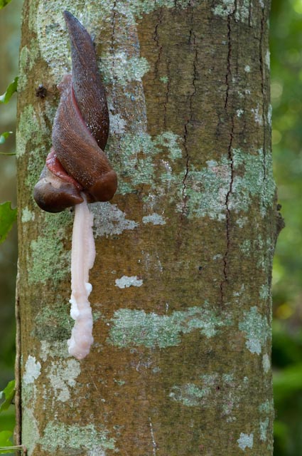 Accoppiamento di un Limax del corsicus-gruppo da Torrealfina