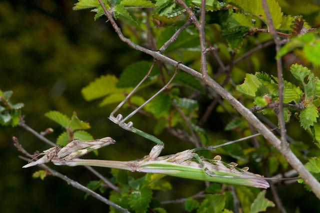 Mantide: Empusa pennata