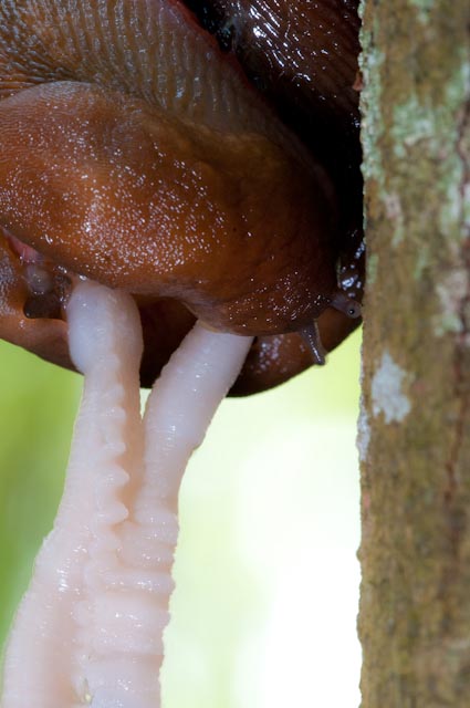 Accoppiamento di un Limax del corsicus-gruppo da Torrealfina