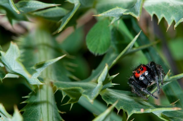 Pellenes seriatus