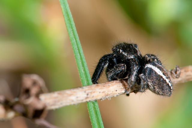 Pellenes seriatus