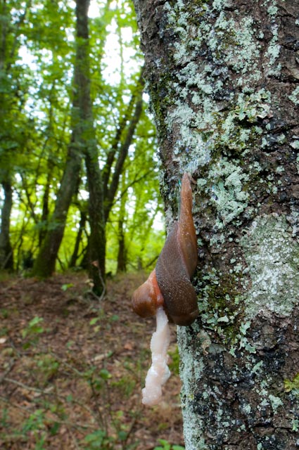 Accoppiamento di un Limax del corsicus-gruppo da Torrealfina