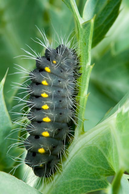 Da determinare bruco 3 - Zygaena erythrus