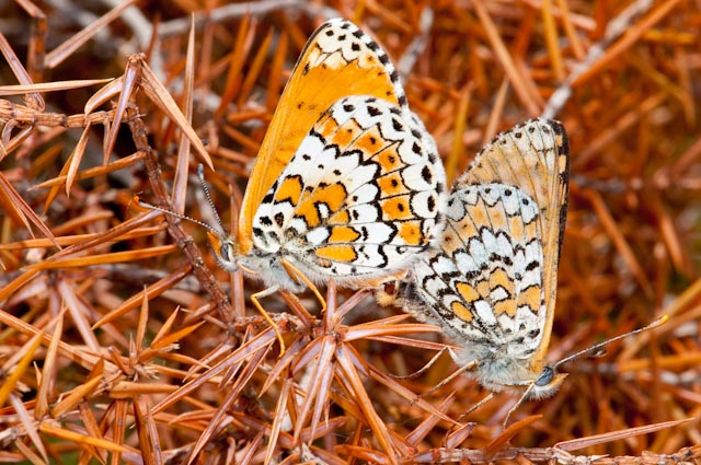 da determinare farfalla 4 - Melitaea cinxia