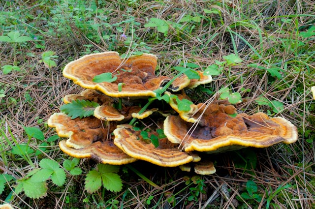 aphyllophorales 3 (Phaeolus schweinitzii)