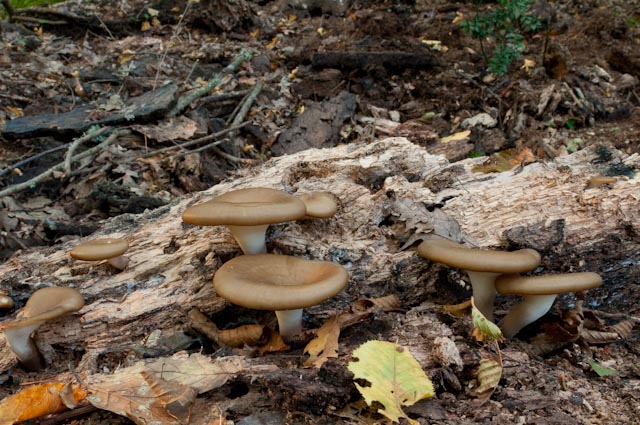 Aphyllophorales 4 (Polyporus badius)
