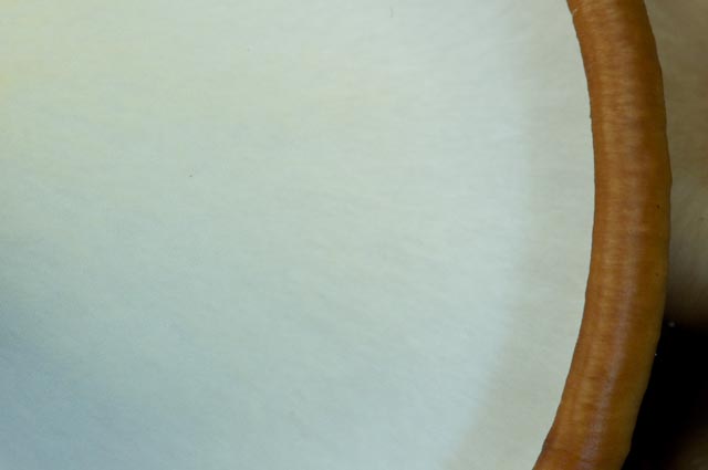 Aphyllophorales 4 (Polyporus badius)