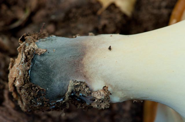 Aphyllophorales 4 (Polyporus badius)