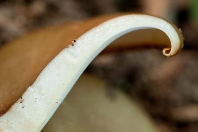 Aphyllophorales 4 (Polyporus badius)