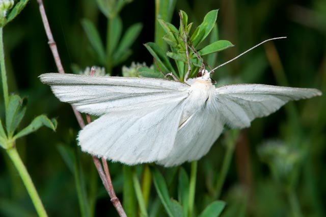 farfalla da identificare 2 - Siona lineata