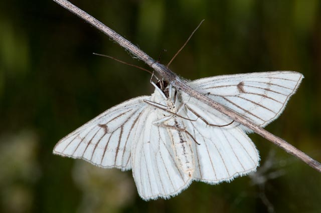 farfalla da identificare 2 - Siona lineata