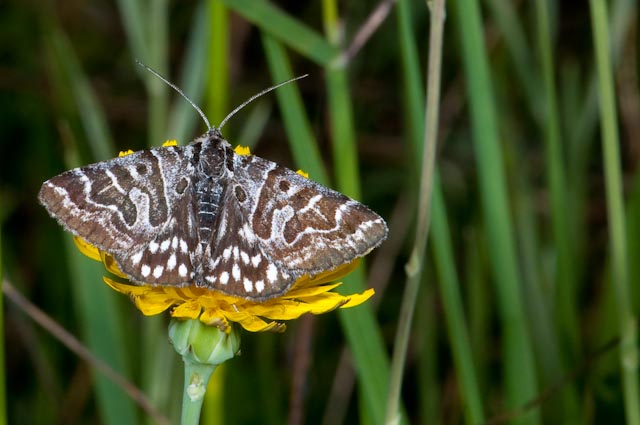 farfalla da identificare 3 - Euclidia (Callistege) mi