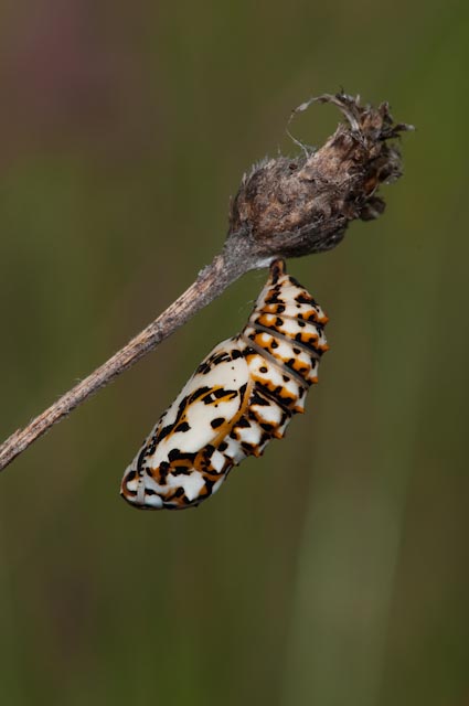 Crisalide da identificare - Melitaea didyma