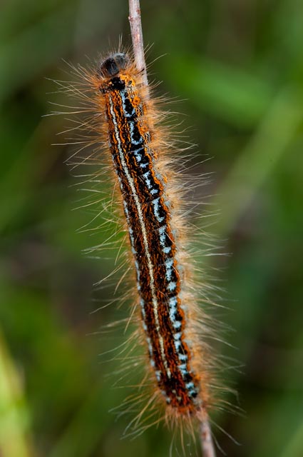 Bruco da identificare 1 - Malacosoma sp.