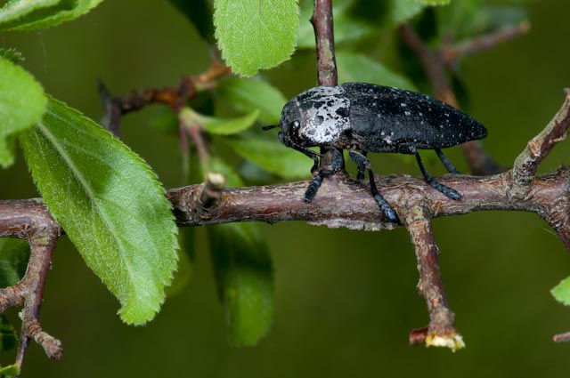 da identificare: Capnodis tenebrionis