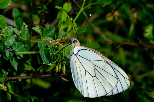 farfalla da confermare  - Aporia crataegi
