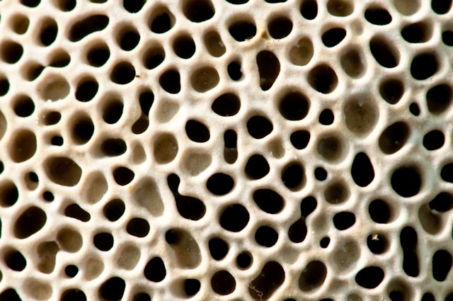 aphyllophorales 5 (Datronia mollis)