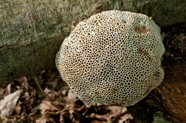 aphyllophorales 5 (Datronia mollis)
