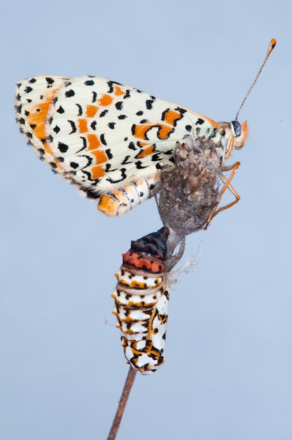 Crisalide da identificare - Melitaea didyma