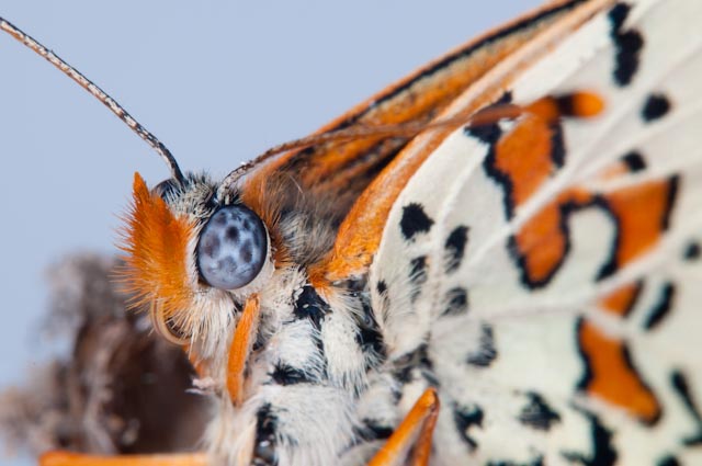 Crisalide da identificare - Melitaea didyma