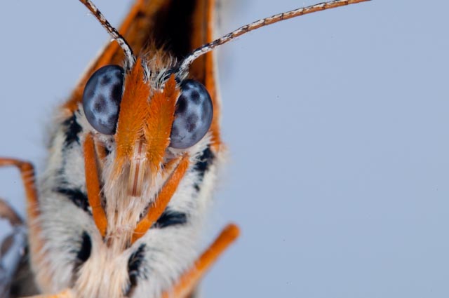 Crisalide da identificare - Melitaea didyma