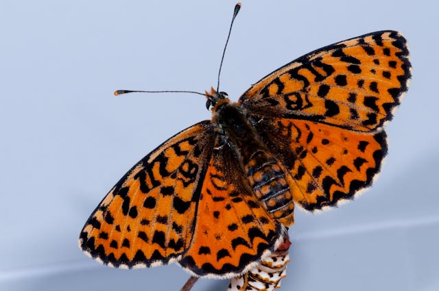 Crisalide da identificare - Melitaea didyma