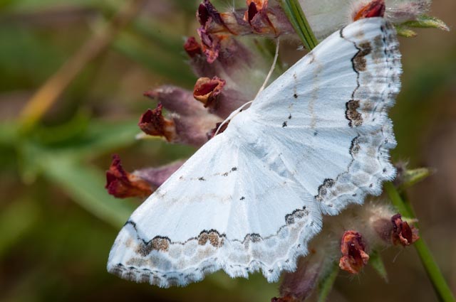 farfalla da determinare 3 - Scopula (Scopula) decorata